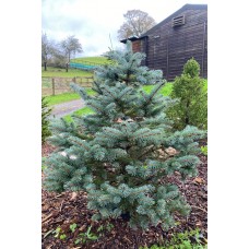 Blue Spruce Pot Grown