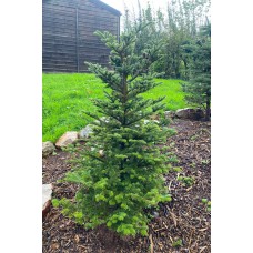 Fraser Fir Cut Pot Grown