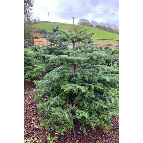 Nordmann's Pot Grown