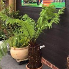 Dicksonia Antarctica Tree Ferns