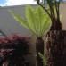 Dicksonia Antarctica Tree Ferns