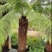 Dicksonia Antarctica Tree Ferns